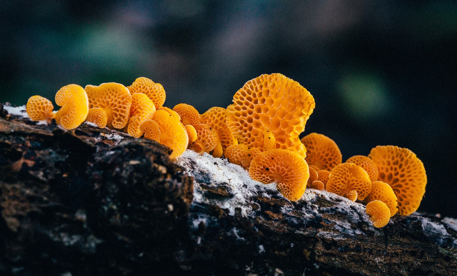 Delegate or Mine? Capital Efficiency in the Glow Economy